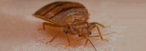Bed Bug Removal Phoenix