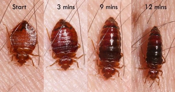 Image showing how a bed bug changes as it feeds