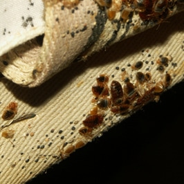 Bed Bug Infestation 