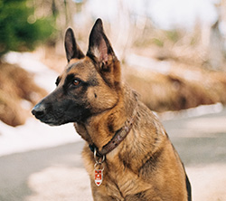 Bed bug canine inspection