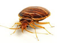 Scottsdale bed bug exterminator